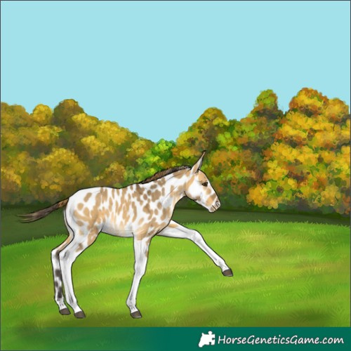 Horse Color:Buckskin Dun Tobiano Near Leopard 