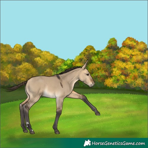 Horse Color:Buckskin Dun 