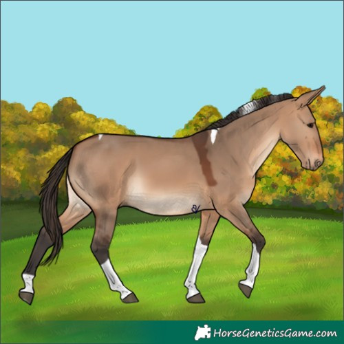 Horse Color:Bay Dun Tobiano 