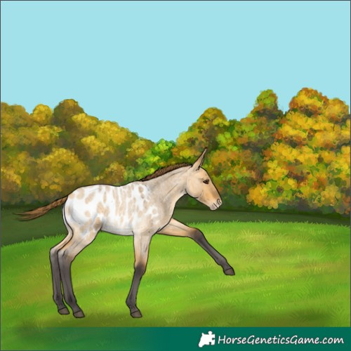 Horse Color:Buckskin Roan Dun Blanket 