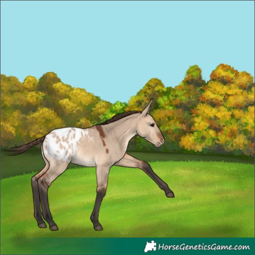 Horse Color:Bay Dun Appaloosa 