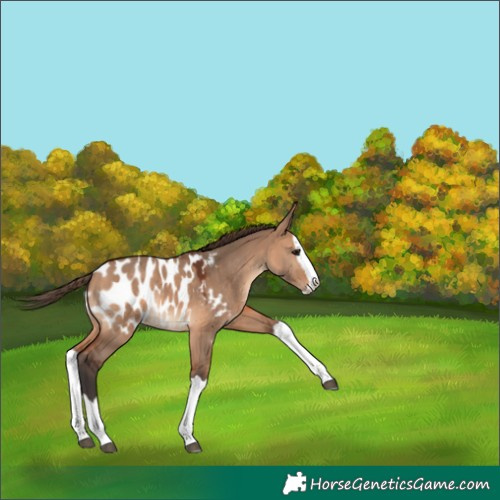 Horse Color:Bay Dun Splash Appaloosa 