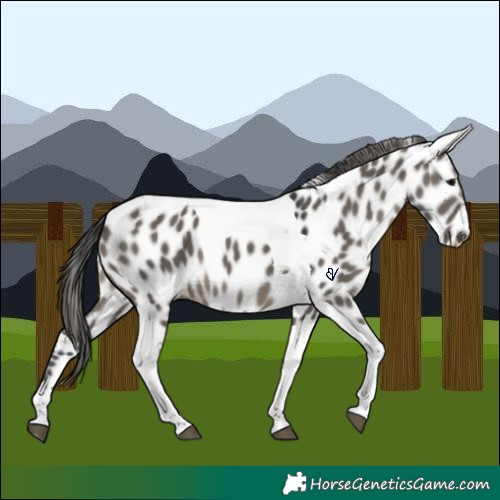 Horse Color:Grullo Tobiano Near Leopard 