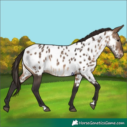 Horse Color:Brown Dun Near Leopard 