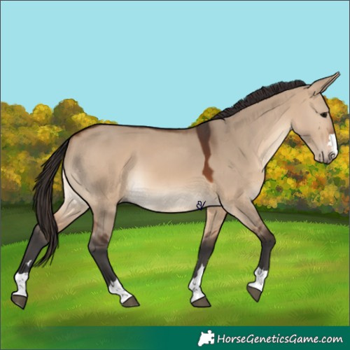 Horse Color:Brown Dun 