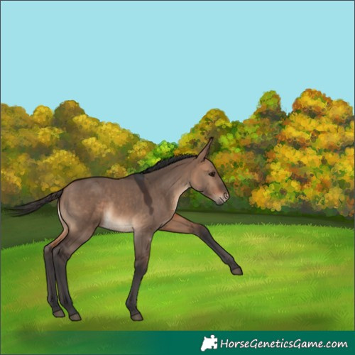 Horse Color:Bay Dun 