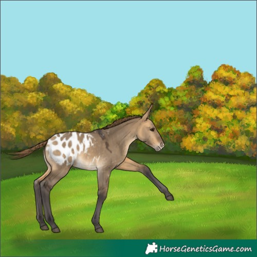 Horse Color:Buckskin Dun Appaloosa 