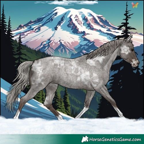 Horse Color:Silver Blue Ice Roan Tobiano 