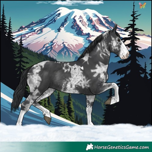 Horse Color:White Spotted Black Ice Tobiano Rabicano 