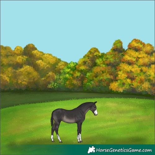 Horse Color:Smoky Black 