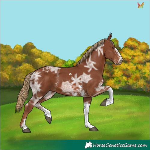 Horse Color:Chestnut Ice Sabino Tobiano 