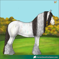 Horse Color:Buckskin Ice Roan Tobiano 