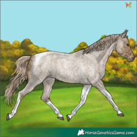 Horse Color:Palomino Ice Roan Tobiano 