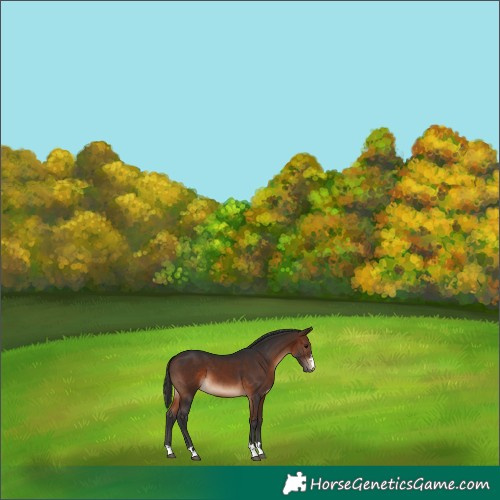 Horse Color:Brown 