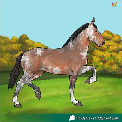 Horse Color:Brown Ice Tobiano 