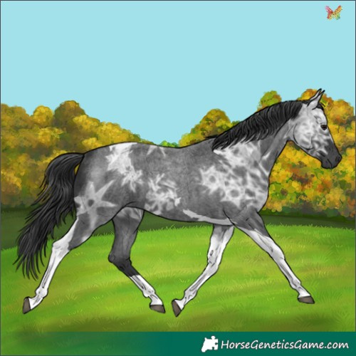 Horse Color:Blue Ice Roan Tobiano