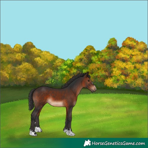 Horse Color:Brown 