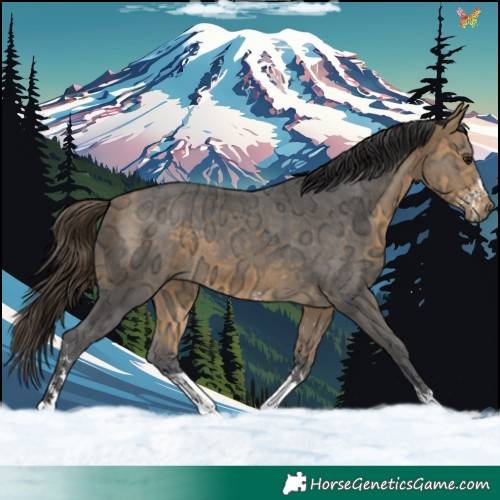 Horse Color:Buckskin Ice Sabino Tobiano 