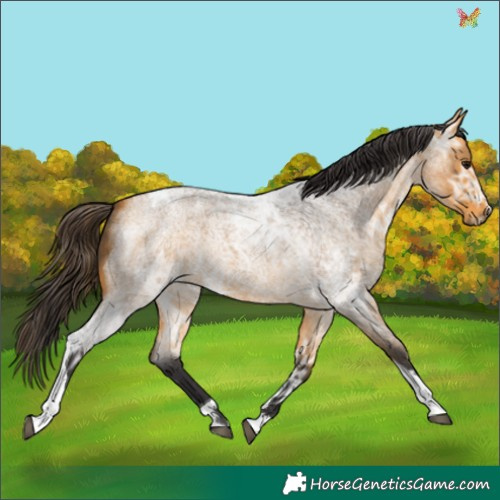 Horse Color:Buckskin Ice Roan Tobiano 