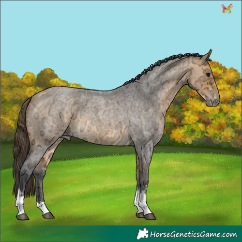 Horse Color:Buckskin Ice Roan Tobiano 