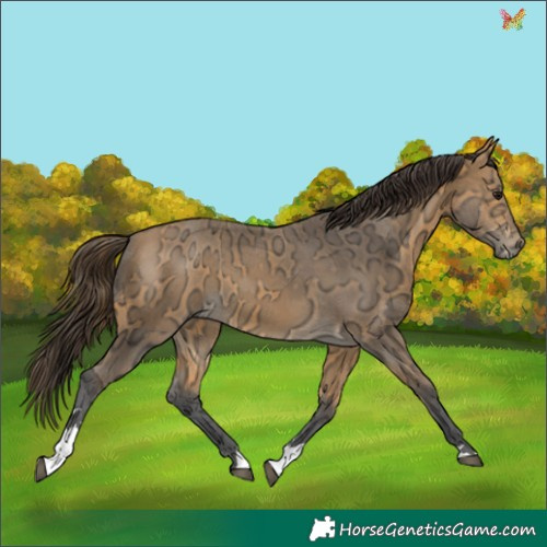 Horse Color:Buckskin Ice Tobiano 