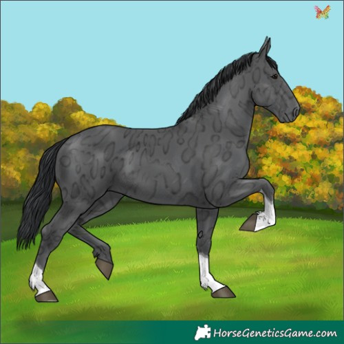 Horse Color:Black Ice Tobiano 