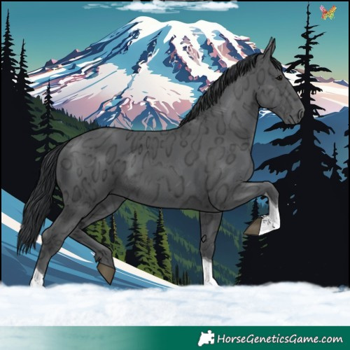 Horse Color:Black Ice Tobiano 