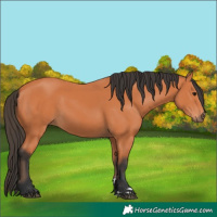 Horse Color:Bay 