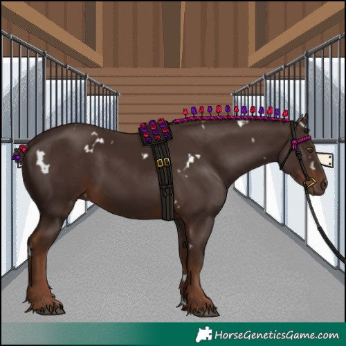 Horse Color:White Spotted Liver Chestnut 