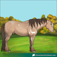 Horse Color:White Spotted Amber Champagne 