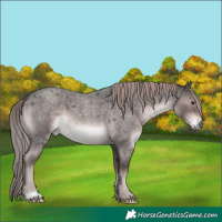 Horse Color:Platinum Liver Red Roan 
