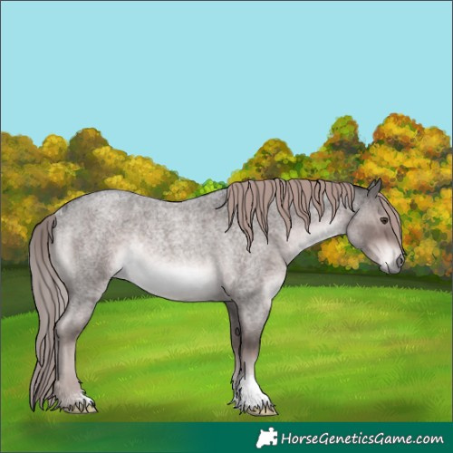 Horse Color:Platinum Liver Red Roan Rabicano 