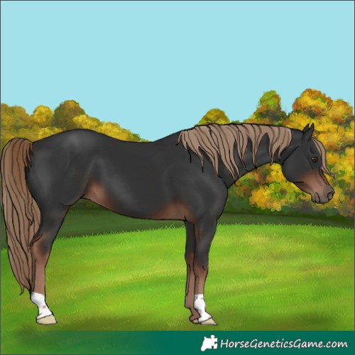 Horse Color:Liver Chestnut 