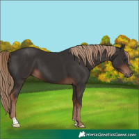 Horse Color:Liver Chestnut 