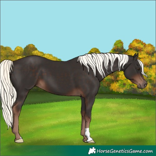 Horse Color:Liver Chestnut Mushroom 