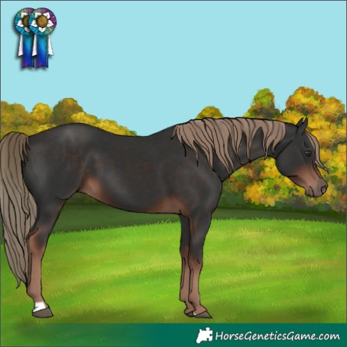 Horse Color:Liver Chestnut 