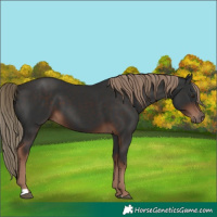 Horse Color:Liver Chestnut