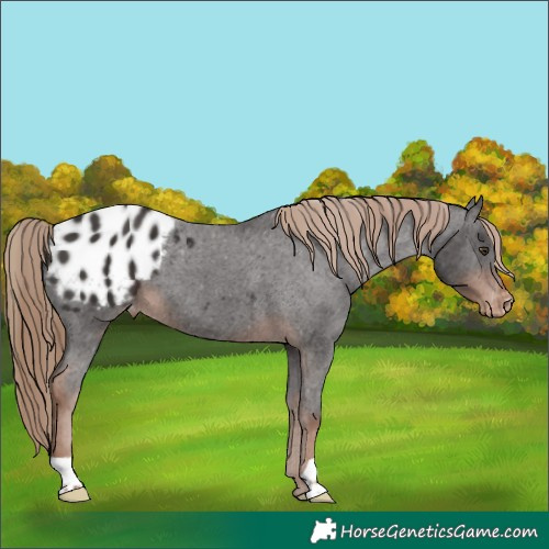 Horse Color:Liver Chestnut Appaloosa 