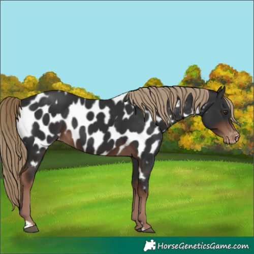 Horse Color:Liver Chestnut Appaloosa
