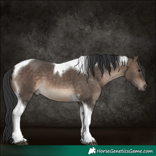 Horse Color:Brown Dun Tobiano 