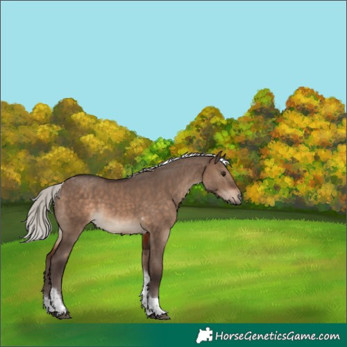 Horse Color:Silver Brown Dun Tobiano 