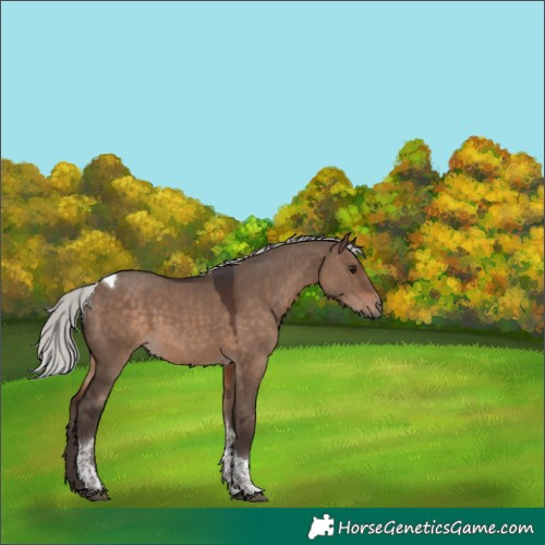 Horse Color:Silver Brown Dun Tobiano 