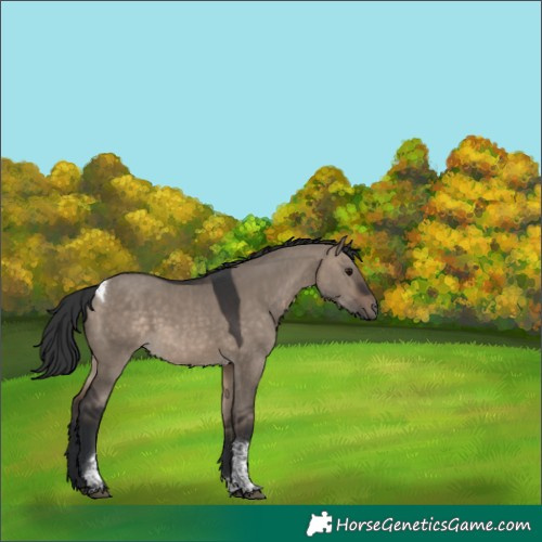 Horse Color:Brown Dun Tobiano 