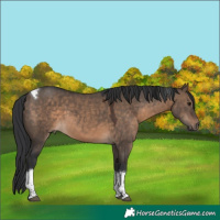 Horse Color:Brown Dun Tobiano 