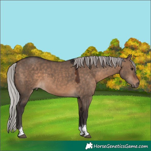 Horse Color:Silver Brown Dun Tobiano 