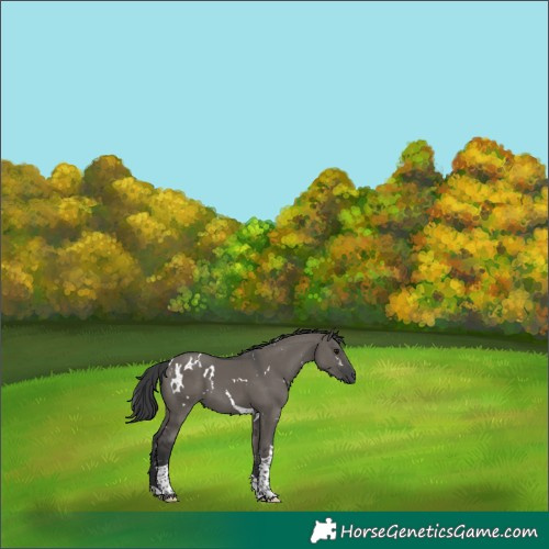 Horse Color:White Spotted Grullo Mushroom Tobiano 