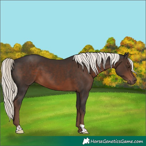 Horse Color:Liver Chestnut Mushroom 