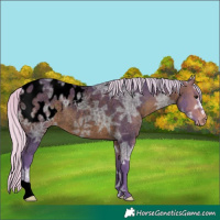 Horse Color:Void Watercolor Silver Brown Ice Roan Appaloosa