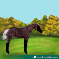 Horse Color:Void Watercolor Silver Bay Roan Splash