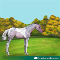 Horse Color:Watercolor Silver Bay Roan Tobiano 